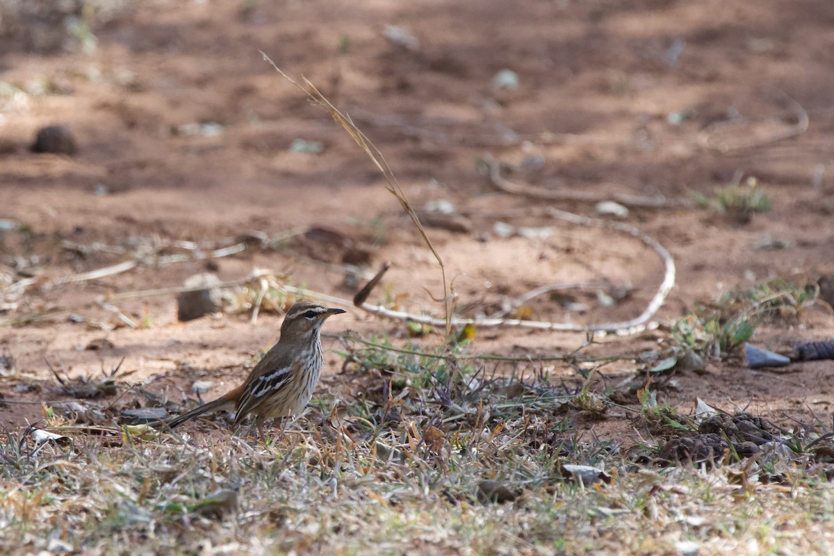 Red-backed Scrub-Robin - Nick Leiby