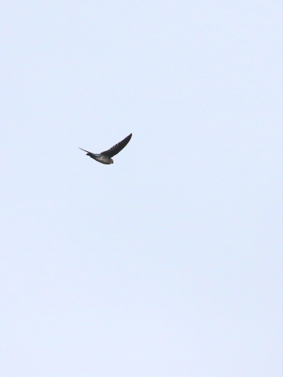 Plume-toed Swiftlet - Matthias Alberti