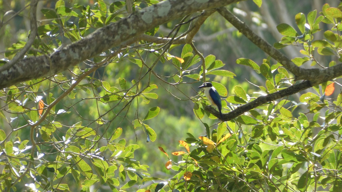 Forest Kingfisher - Morgan Pickering