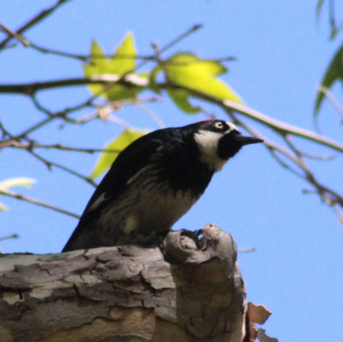 Acorn Woodpecker - Marsha Painter