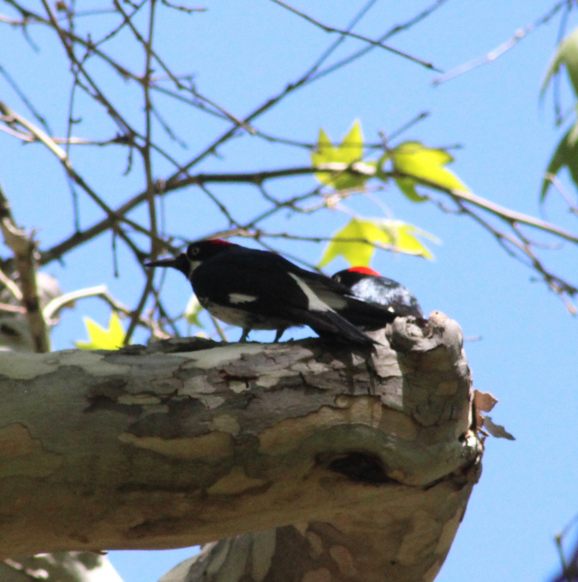 Acorn Woodpecker - Marsha Painter