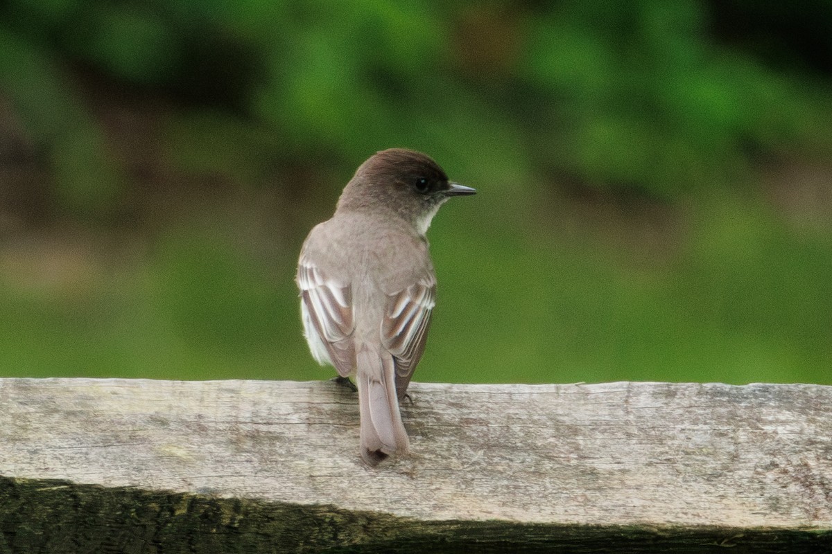 Eastern Phoebe - Samuel Schmidt