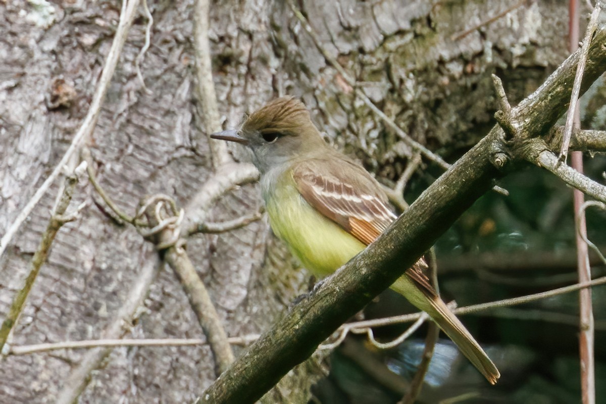 Great Crested Flycatcher - Samuel Schmidt