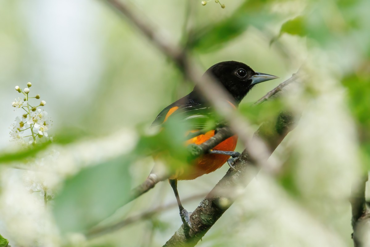 Baltimore Oriole - Samuel Schmidt