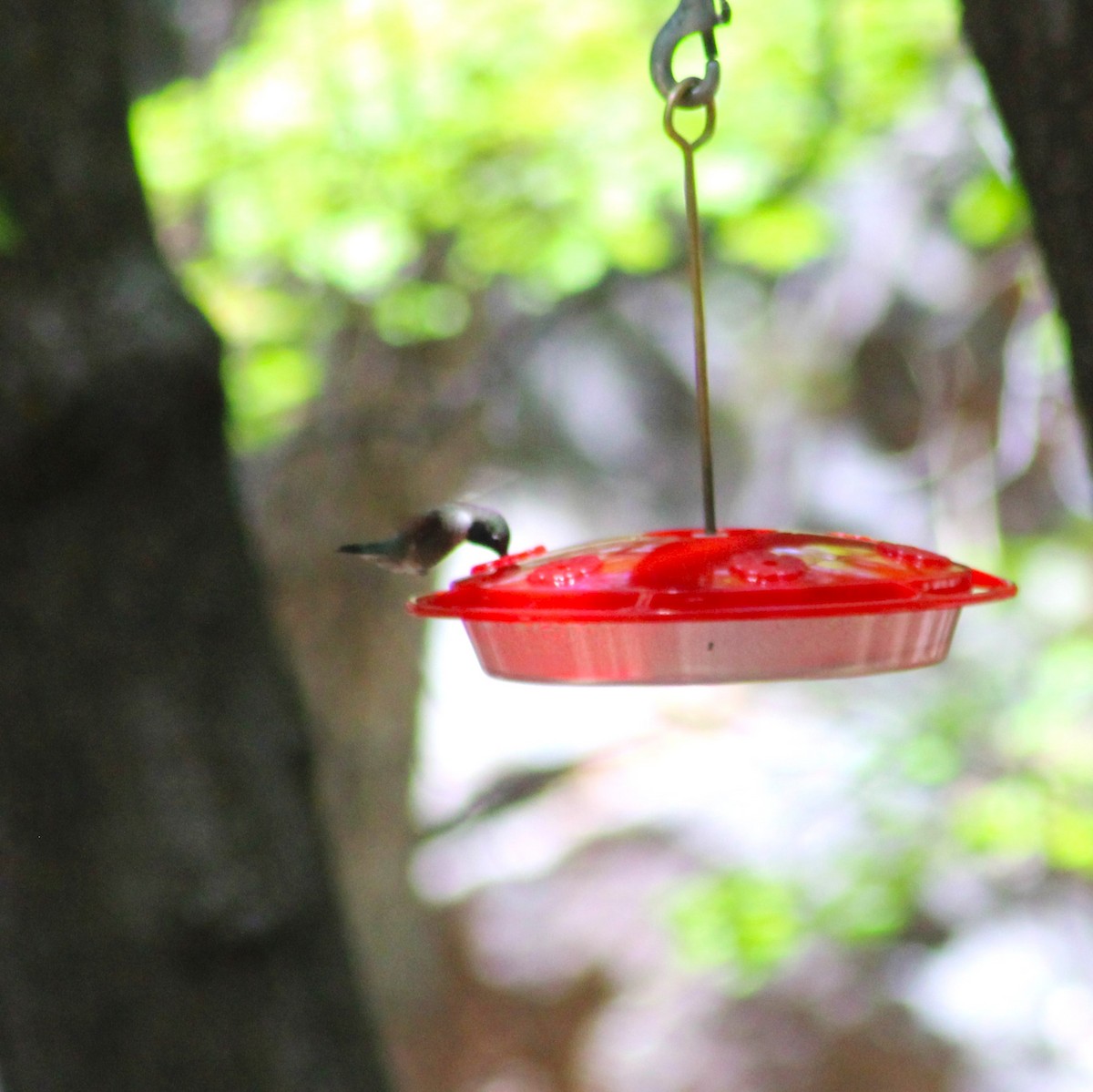 Black-chinned Hummingbird - Marsha Painter