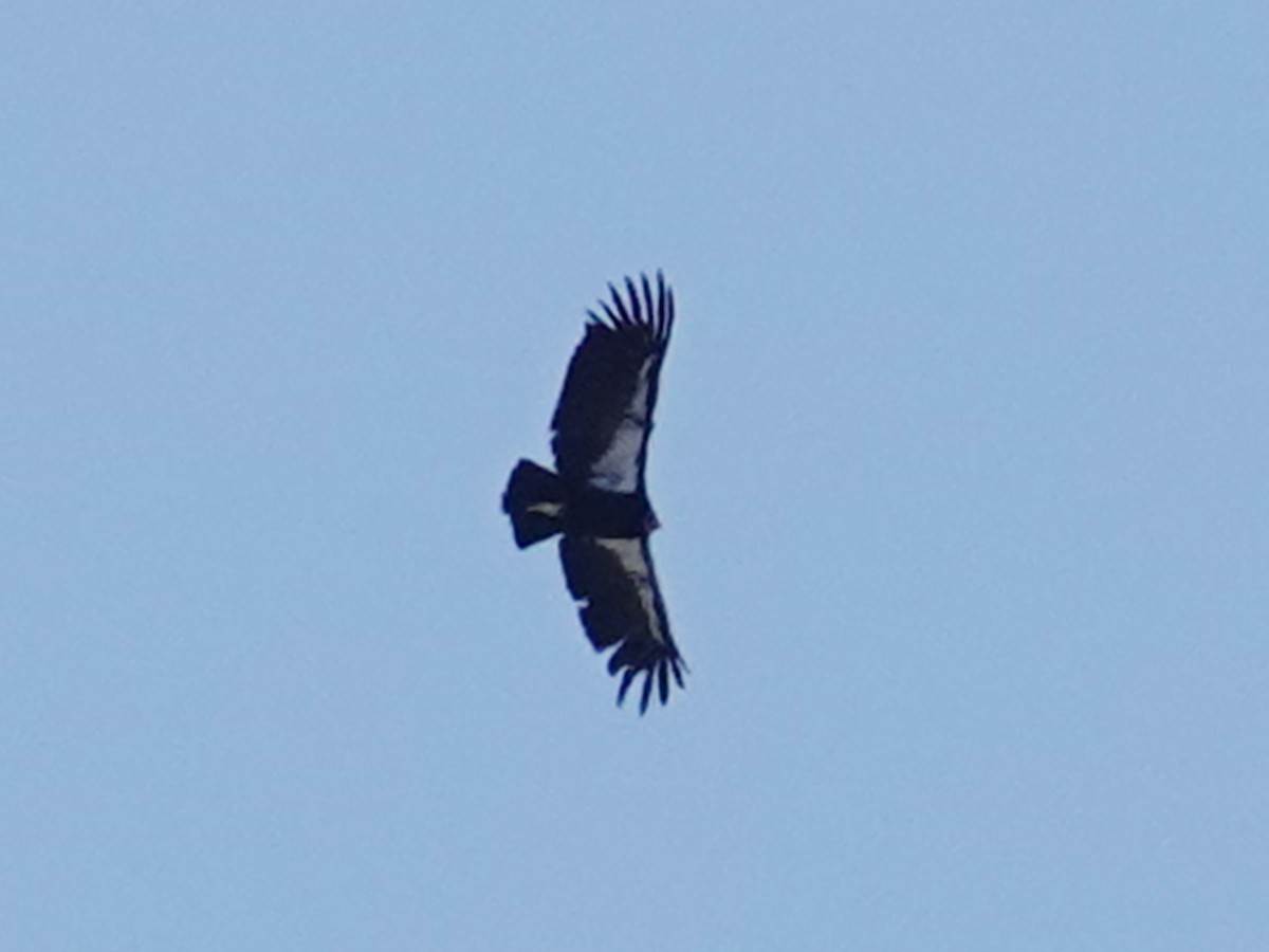 California Condor - Barry Reed