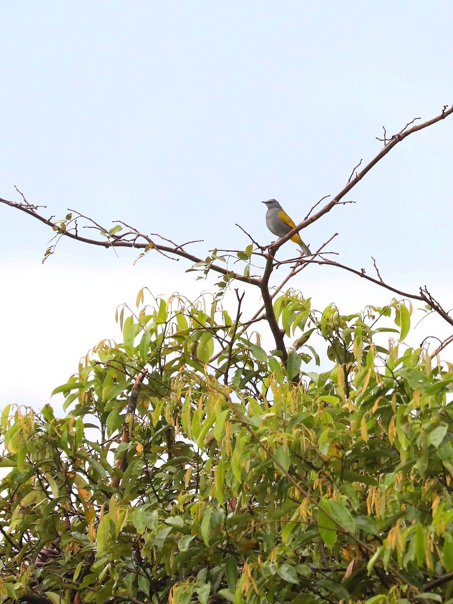 Gray-bellied Bulbul - ML619475134