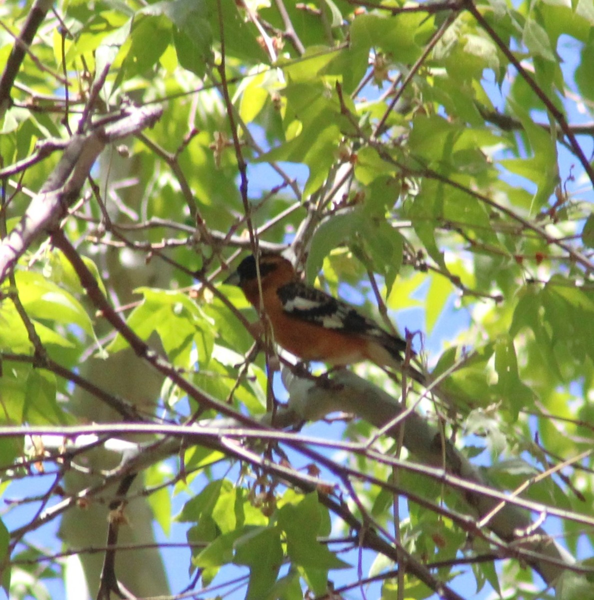 Black-headed Grosbeak - Marsha Painter