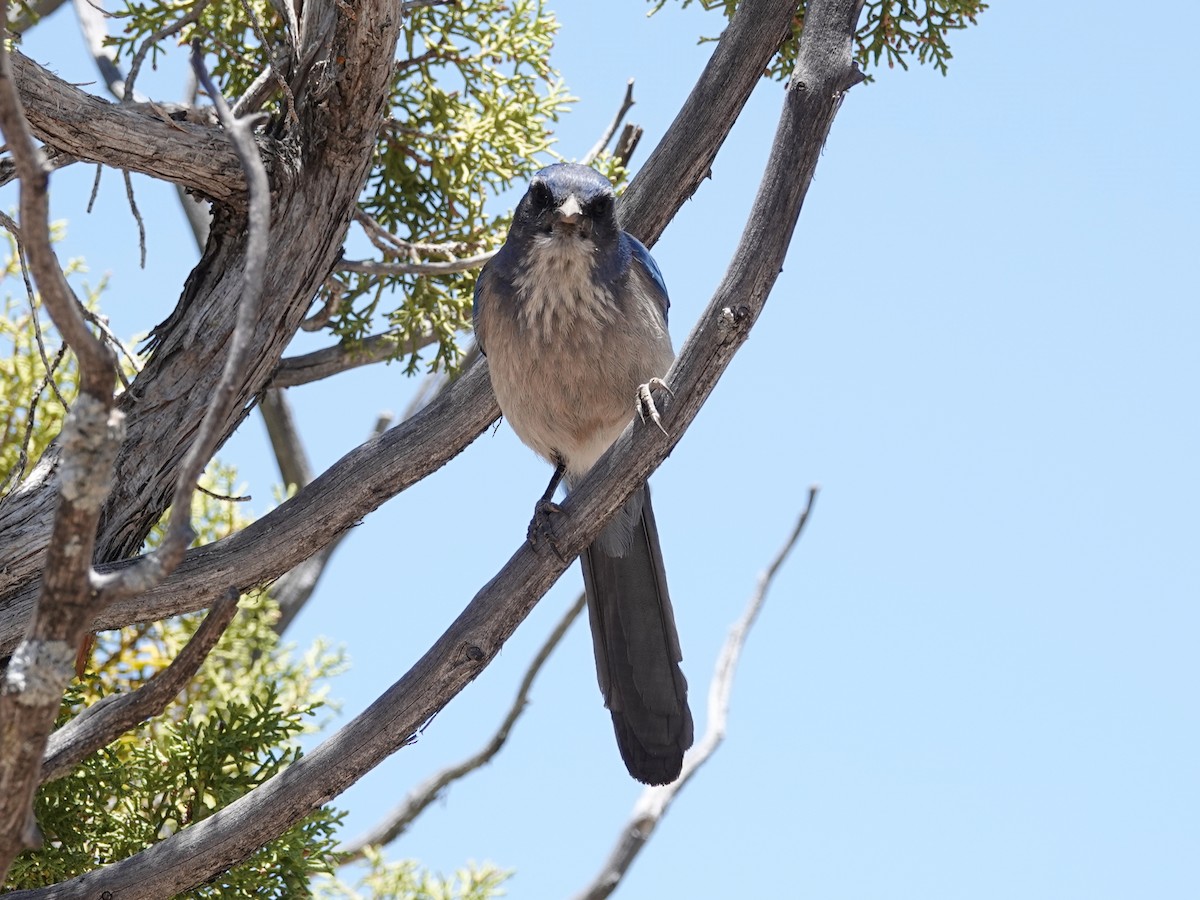 Woodhouse's Scrub-Jay - Barry Reed