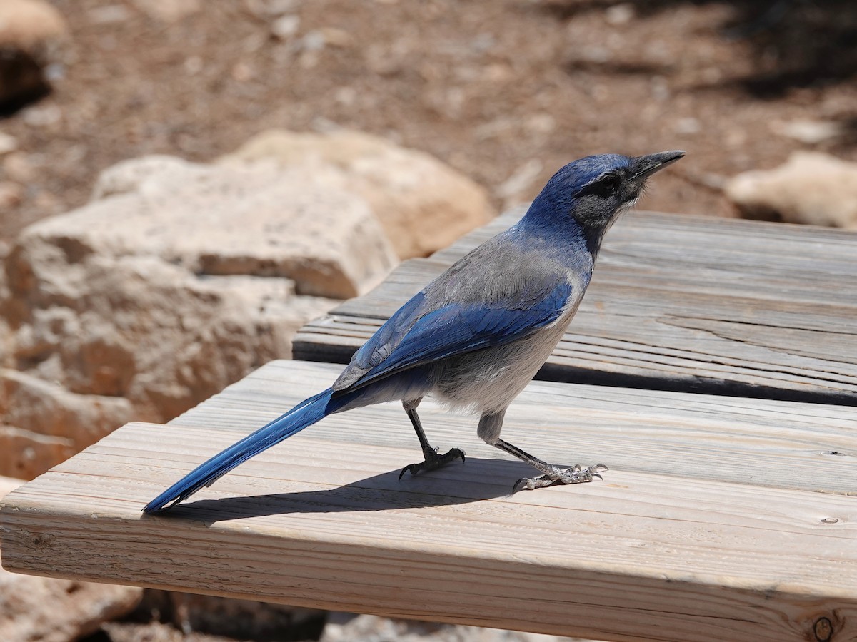 Woodhouse's Scrub-Jay - Barry Reed