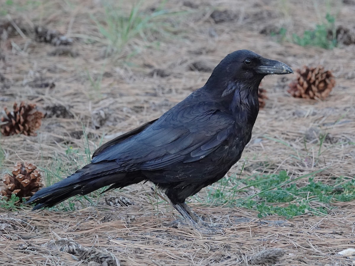 Common Raven - Barry Reed