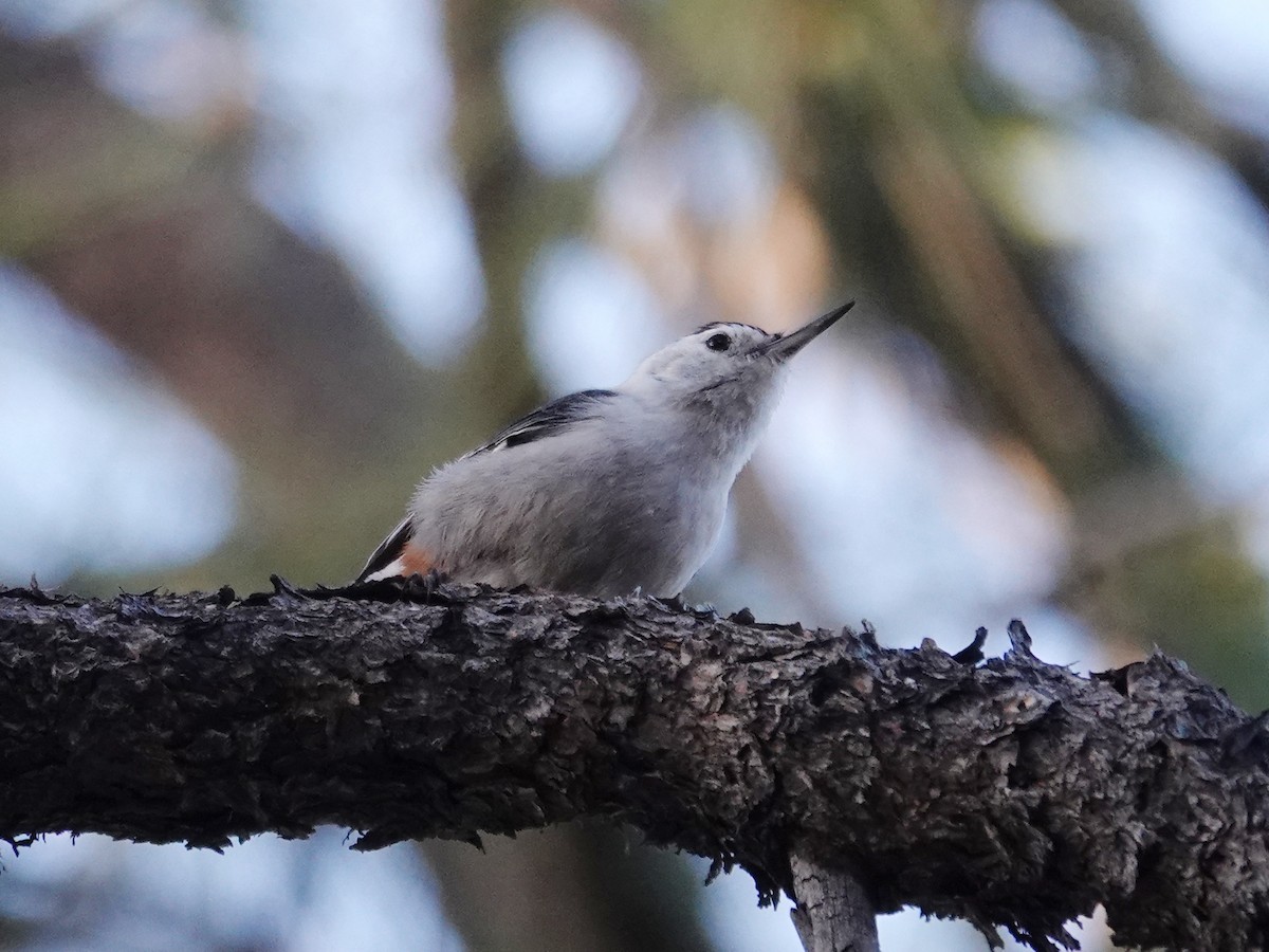 White-breasted Nuthatch (Interior West) - Barry Reed