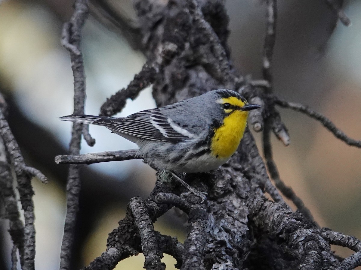 Grace's Warbler - Barry Reed