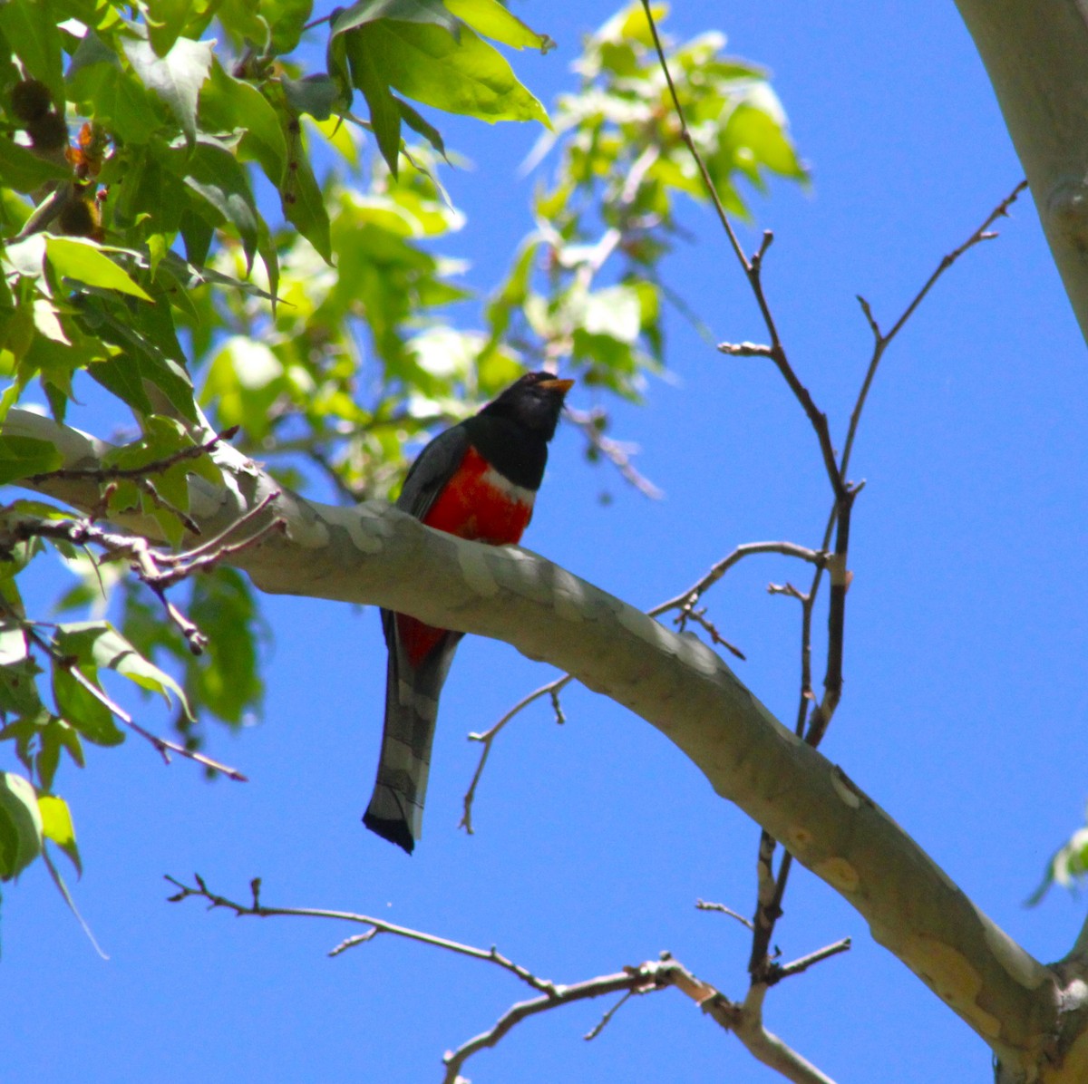 Elegant Trogon - Marsha Painter