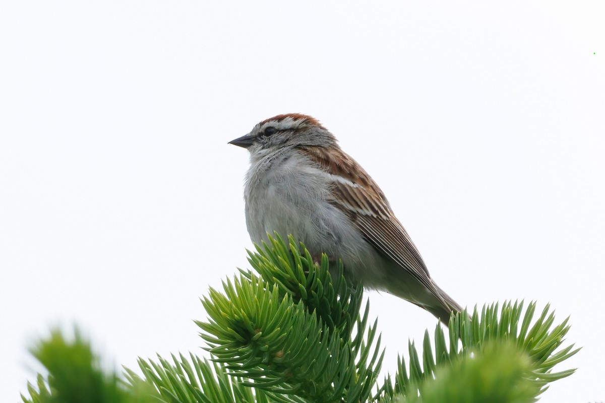 Chipping Sparrow - Samuel Schmidt