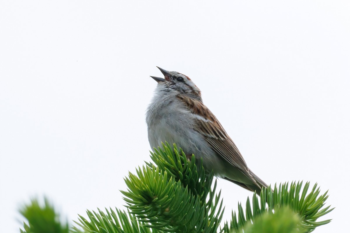 Chipping Sparrow - Samuel Schmidt