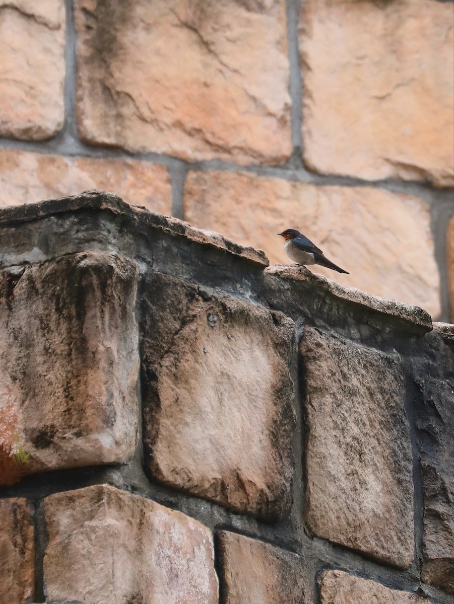 Pacific Swallow - Matthias Alberti