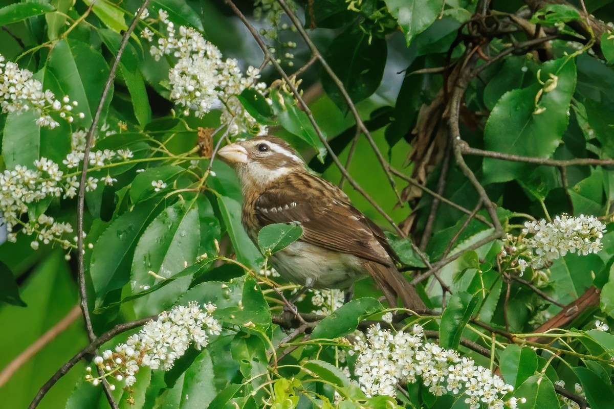 Rose-breasted Grosbeak - Samuel Schmidt