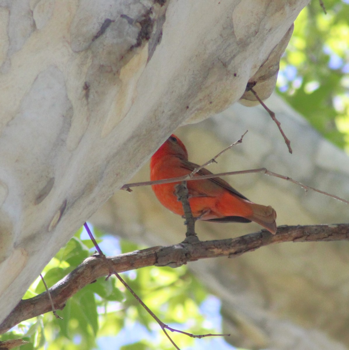 Hepatic Tanager - Marsha Painter