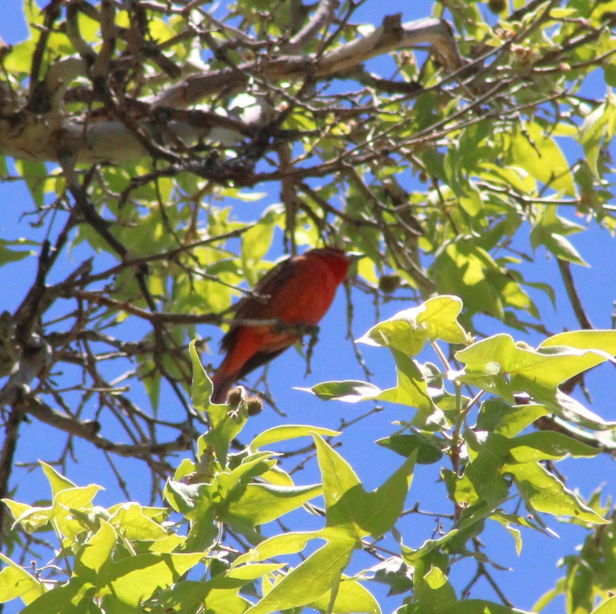 Hepatic Tanager - Marsha Painter