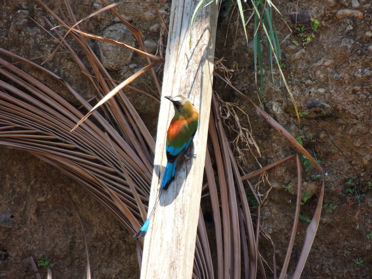 Turquoise-browed Motmot - Roger Lambert