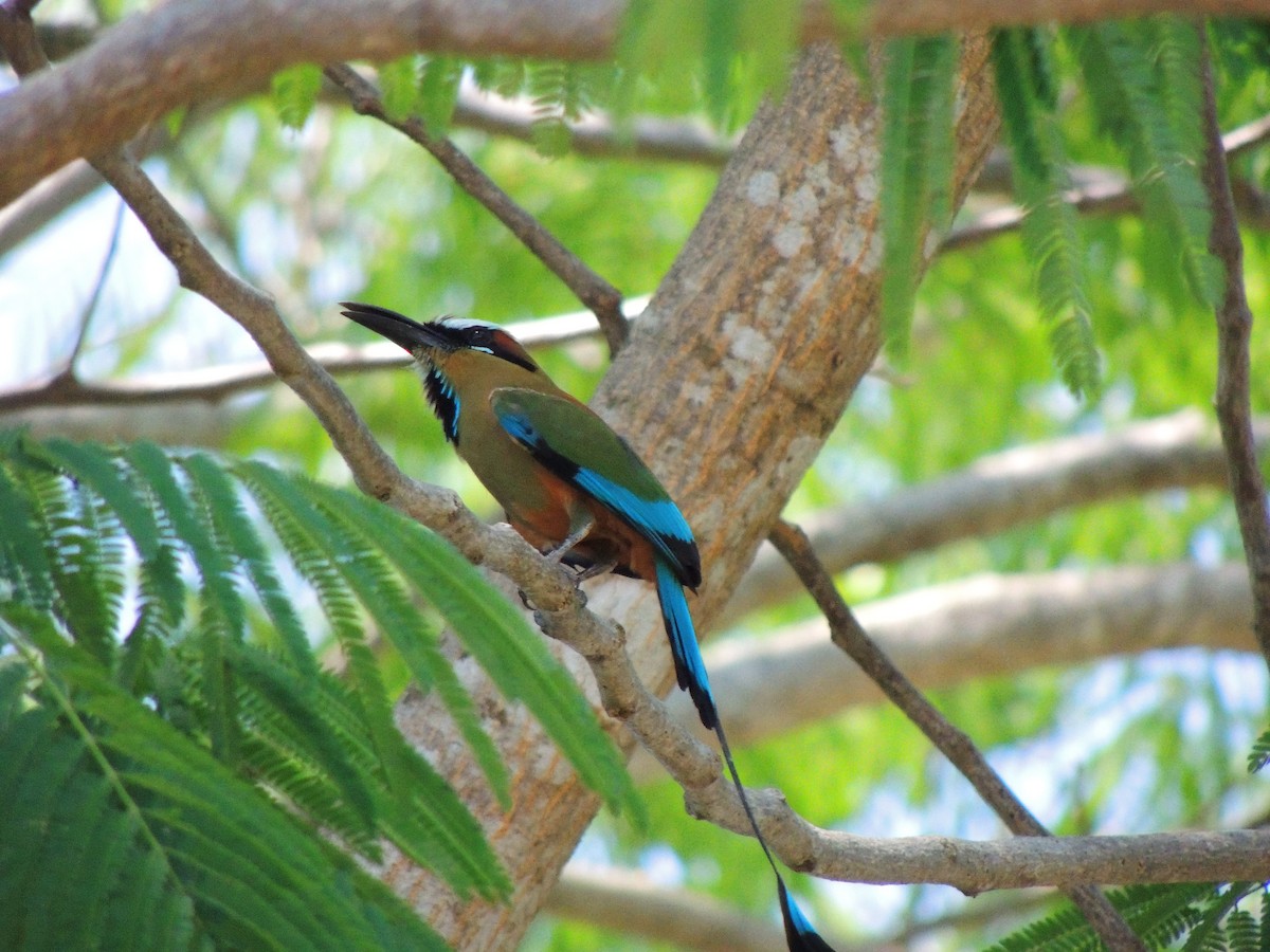 Turquoise-browed Motmot - Roger Lambert