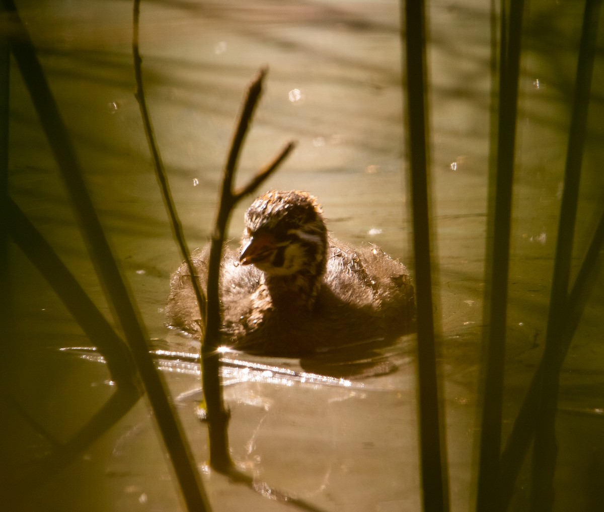 Pied-billed Grebe - ML619475168