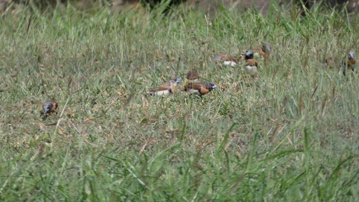 Chestnut-breasted Munia - Morgan Pickering