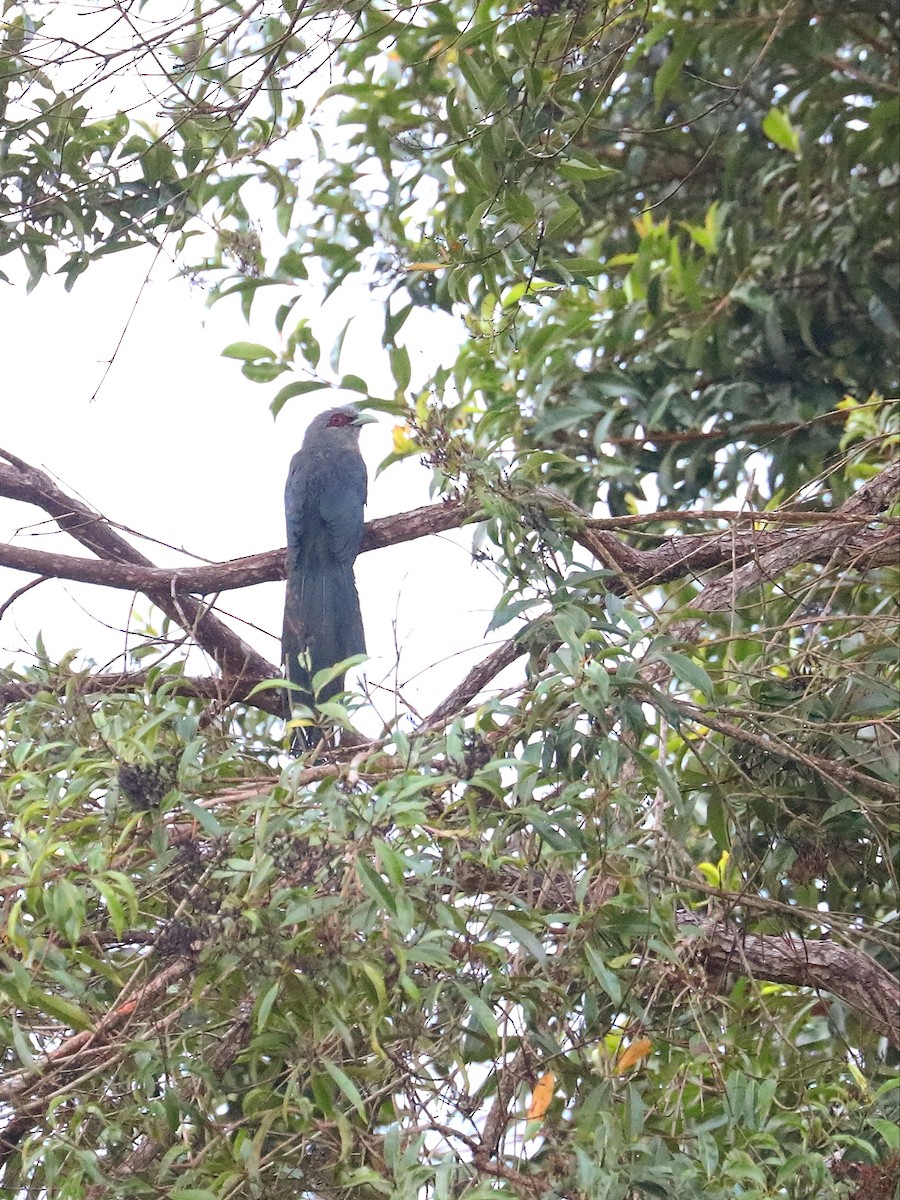 Green-billed Malkoha - Matthias Alberti