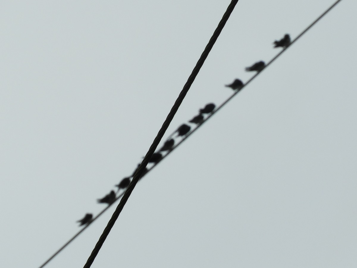 Gray-breasted Martin - Maria Corriols