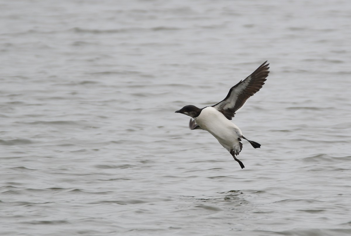 Thick-billed Murre - Chaiby Leiman