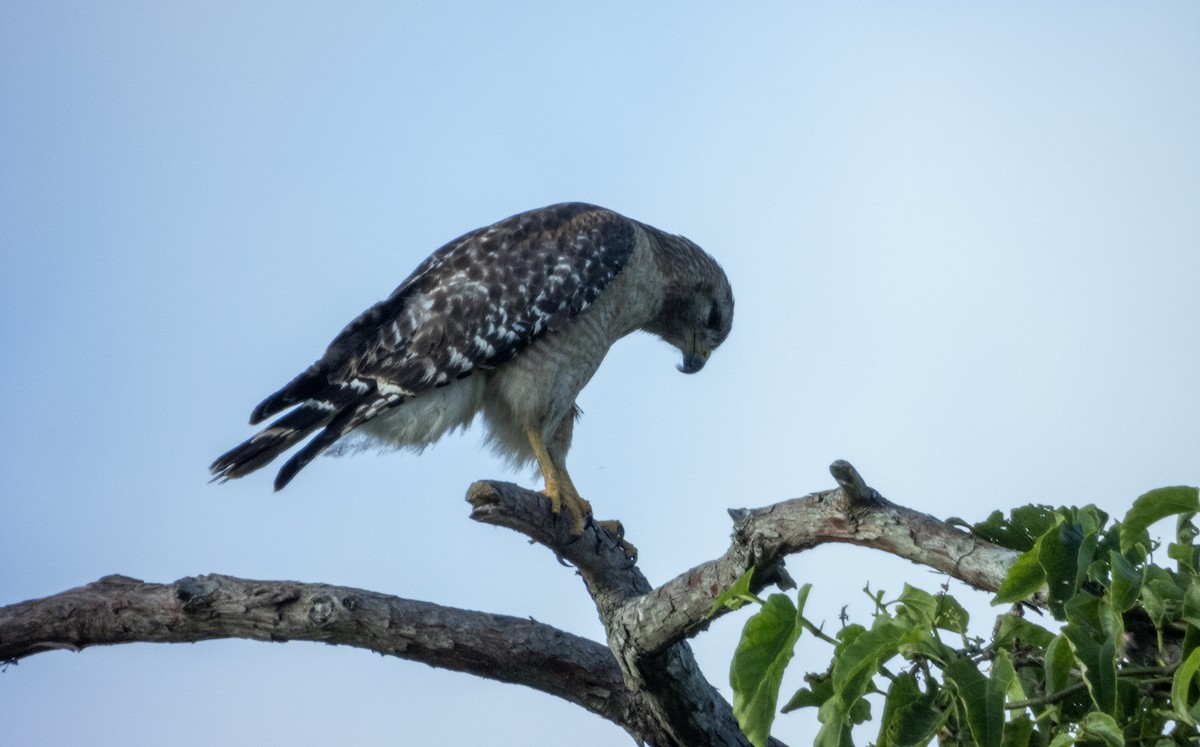 Red-shouldered Hawk - Mark Penkower