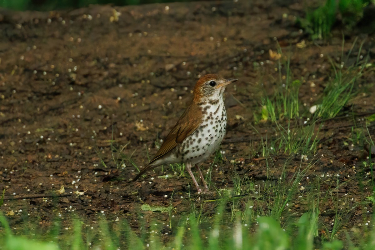 Wood Thrush - Samuel Schmidt