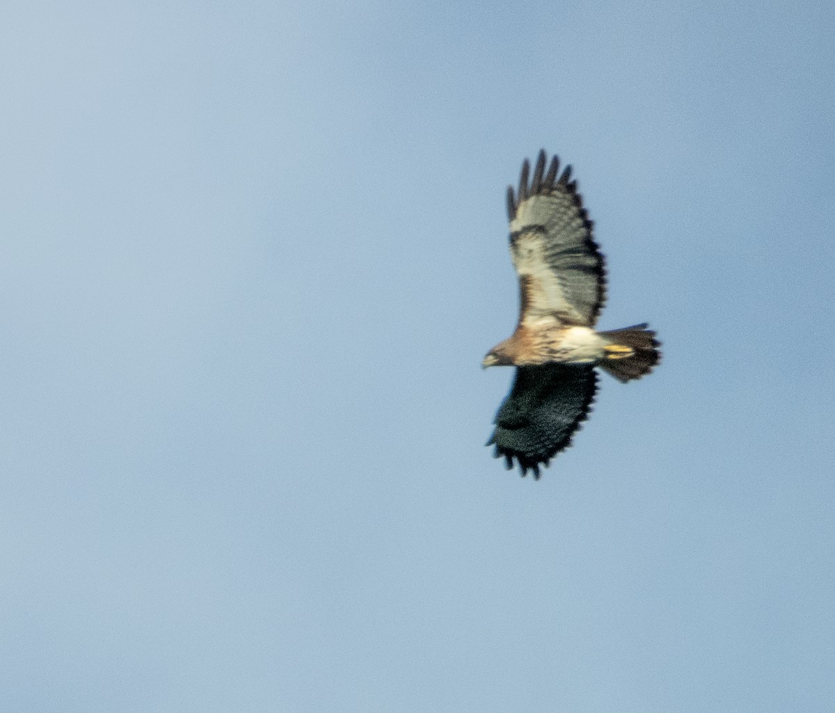 Red-tailed Hawk - Mark Penkower