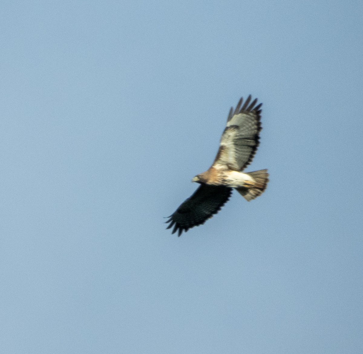 Red-tailed Hawk - Mark Penkower