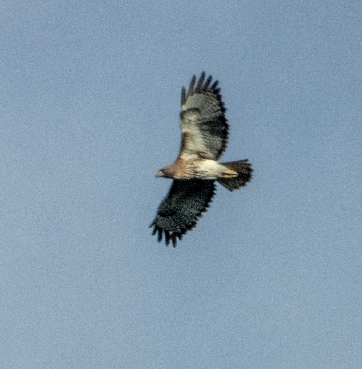 Red-tailed Hawk - Mark Penkower