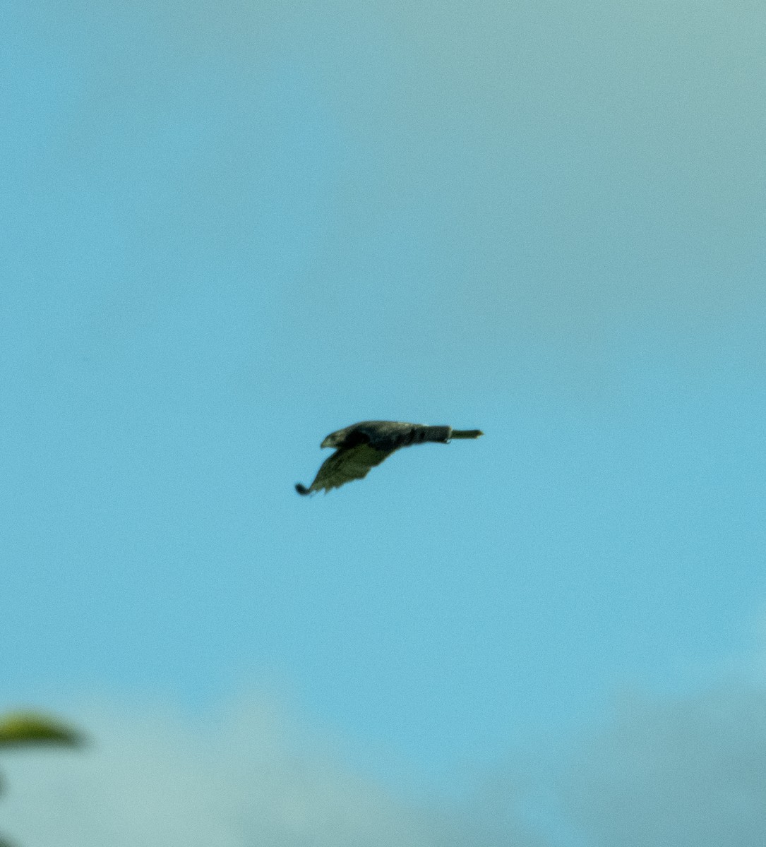 Red-tailed Hawk - Mark Penkower