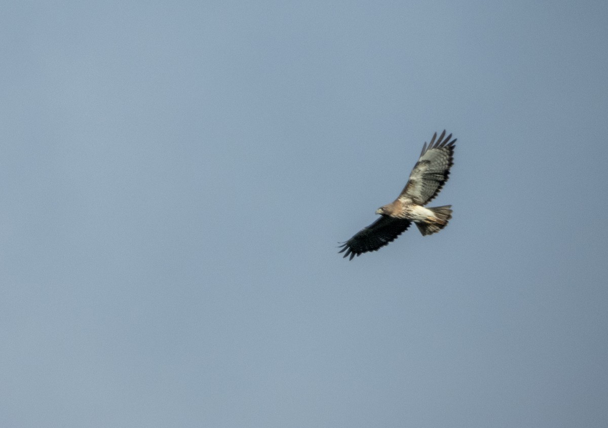 Red-tailed Hawk - Mark Penkower