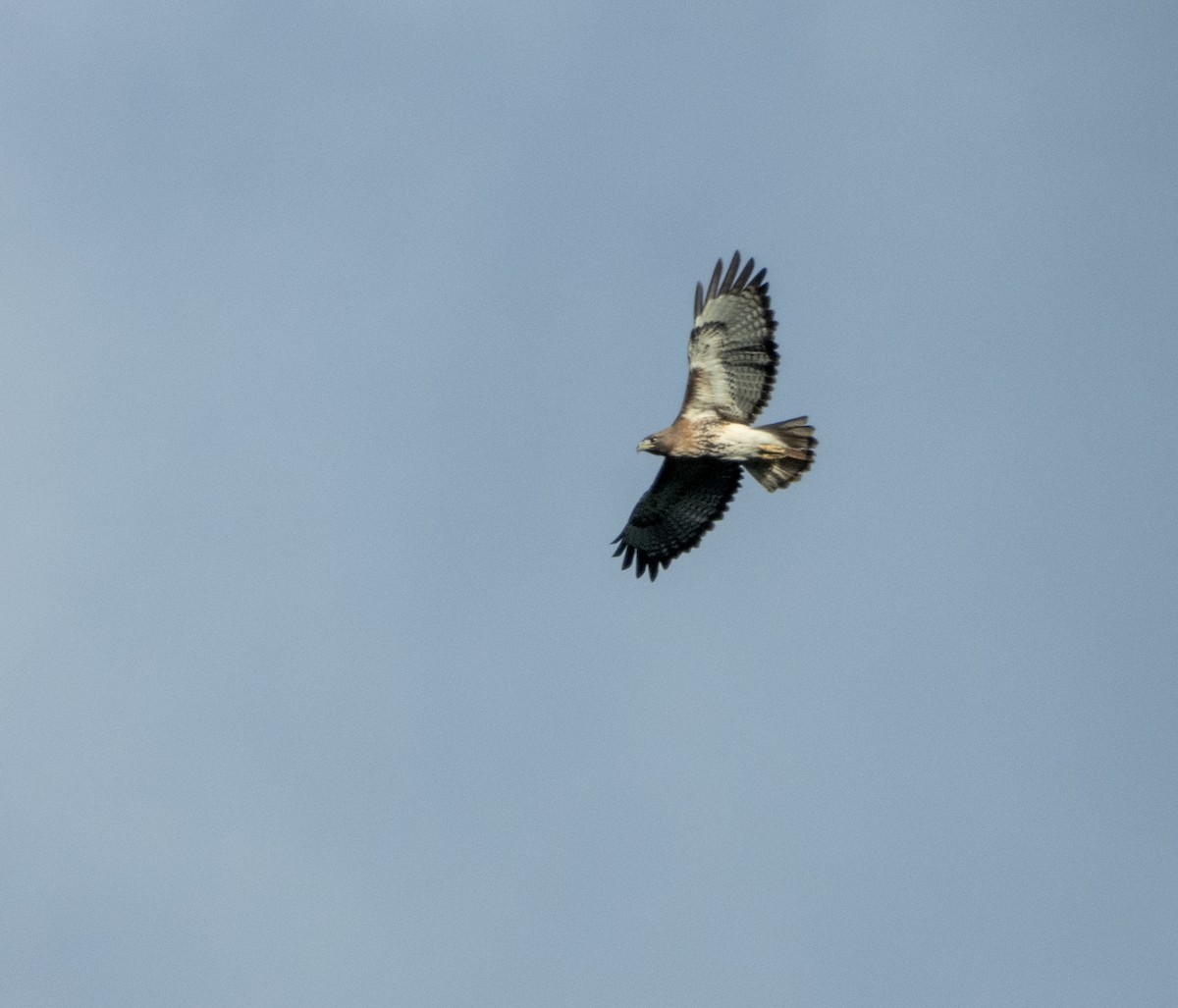 Red-tailed Hawk - Mark Penkower