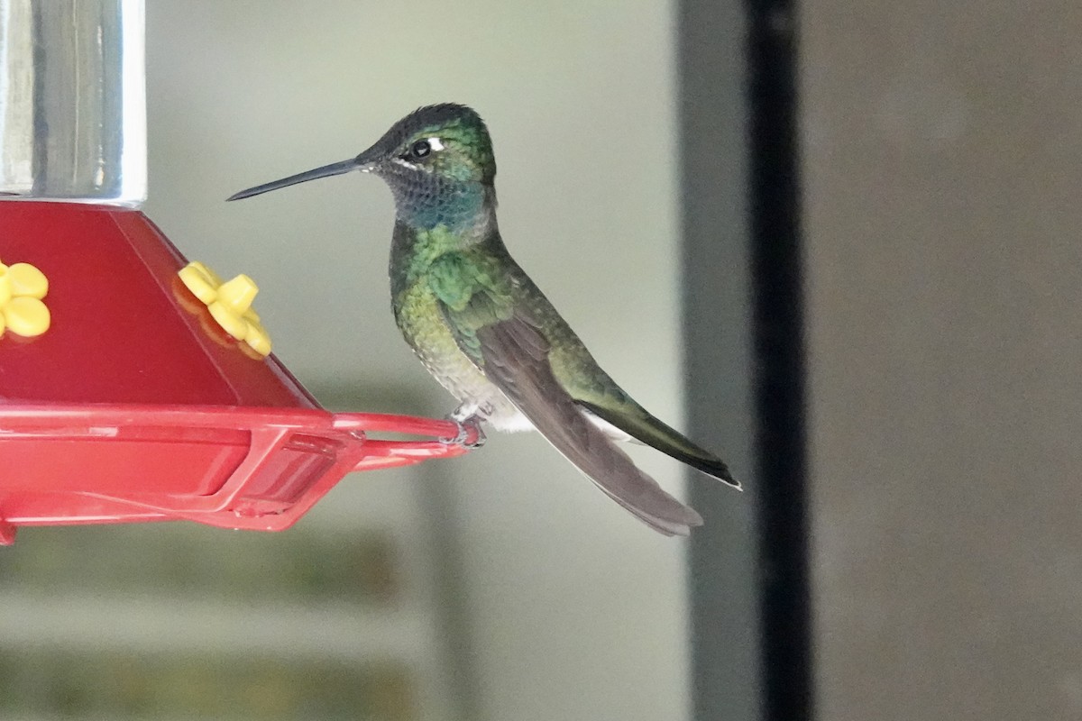 Rivoli's Hummingbird - Gilbert Bouchard