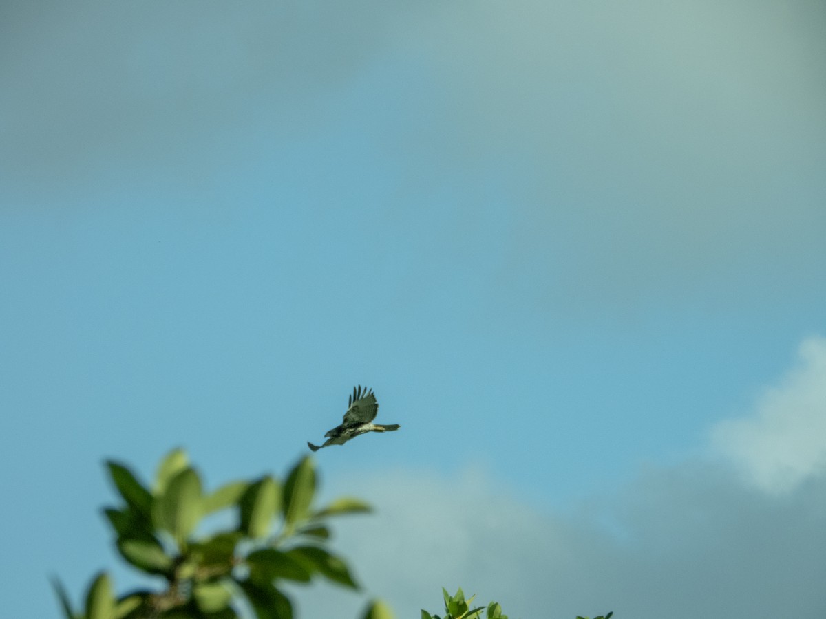 Red-tailed Hawk - Mark Penkower