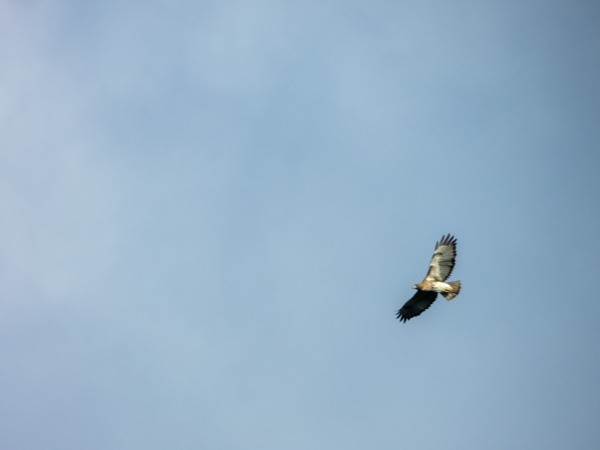 Red-tailed Hawk - Mark Penkower