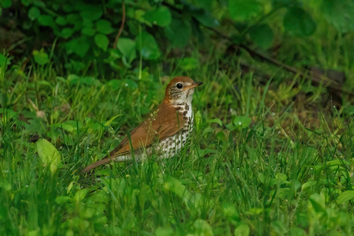 Wood Thrush - Samuel Schmidt