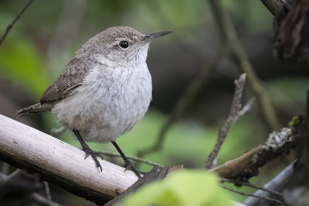 Rock Wren - ML619475211