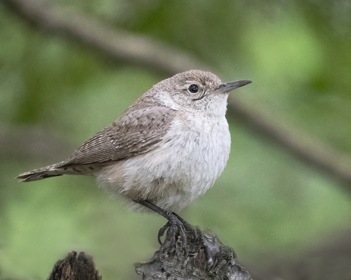 Rock Wren - ML619475212