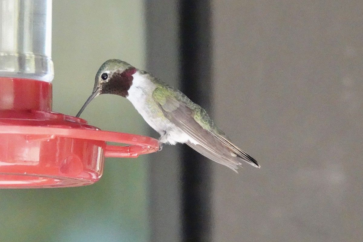 Broad-tailed Hummingbird - Gilbert Bouchard