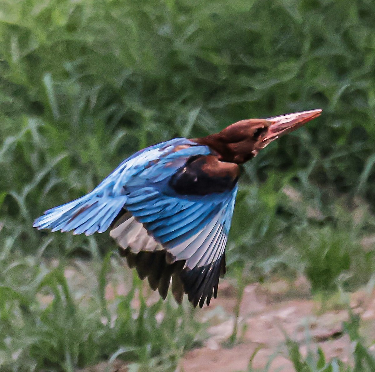 White-throated Kingfisher - Sanjay Gupta