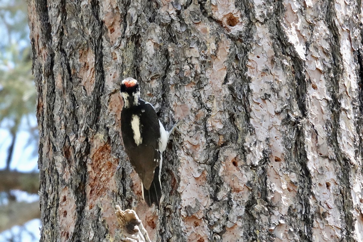 Hairy Woodpecker - Gilbert Bouchard