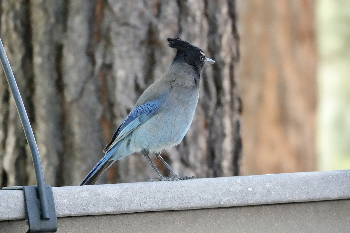 Steller's Jay - Gilbert Bouchard