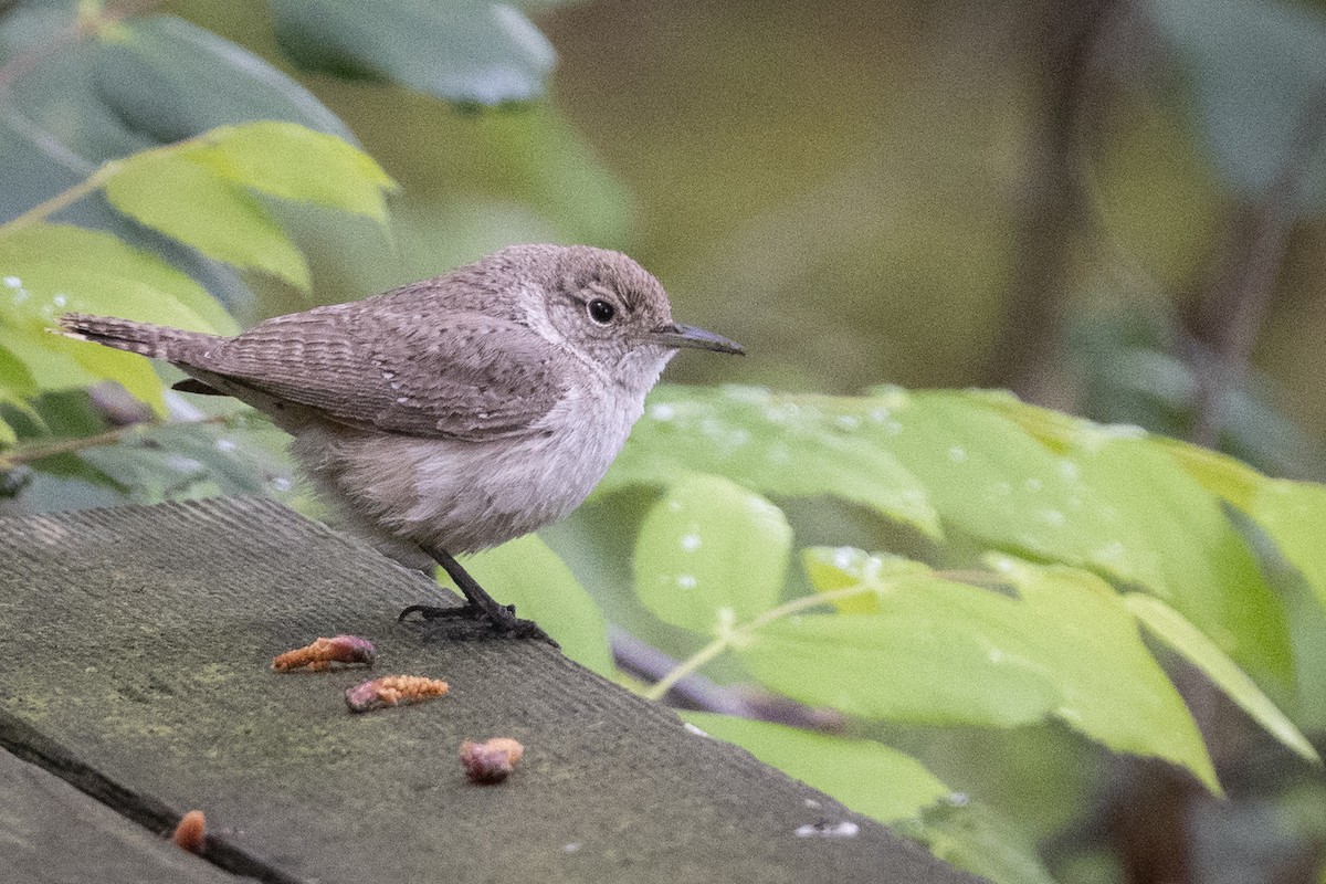 Rock Wren - John Gordon